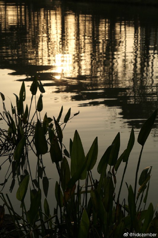 冬日，湿地walkvia Weibo冬日，湿地walkvia Weibo