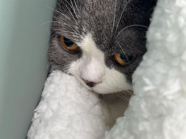 猫猫狗狗via Instagram猫猫狗狗via Instagram