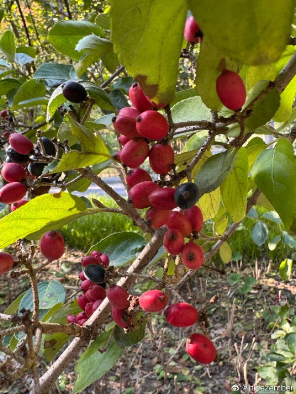 冬日，湿地walkvia Weibo冬日，湿地walkvia Weibo