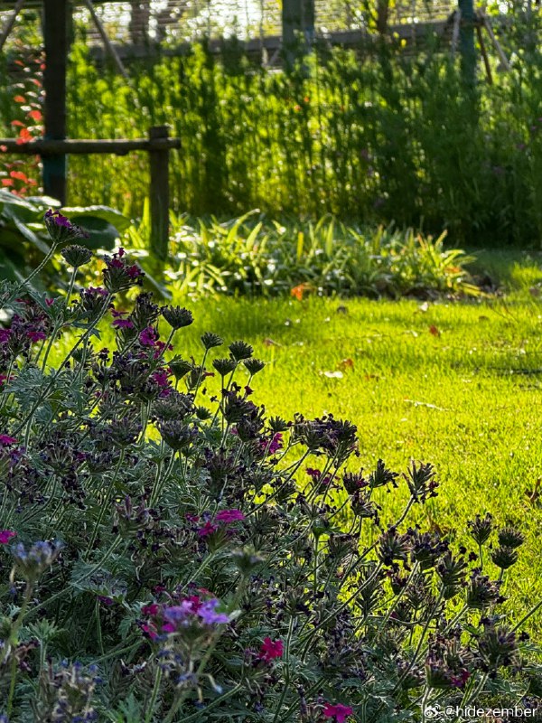 🐶🐣散步via Weibo🐶🐣散步via Weibo