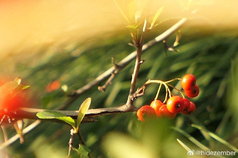 冬日，湿地walkvia Weibo冬日，湿地walkvia Weibo