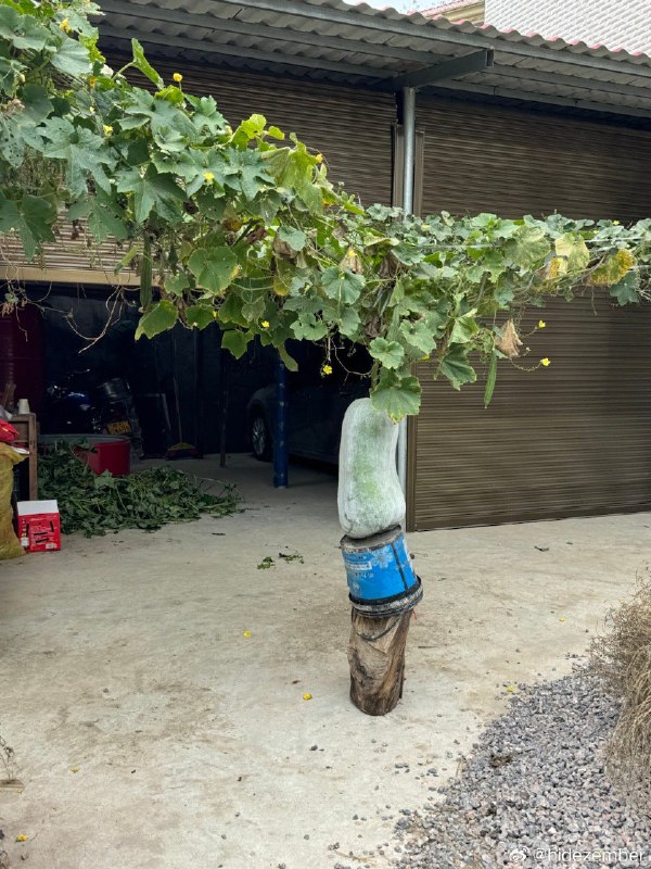 家乡via Weibo家乡via Weibo