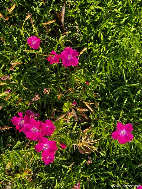 🐶🐣散步via Weibo🐶🐣散步via Weibo