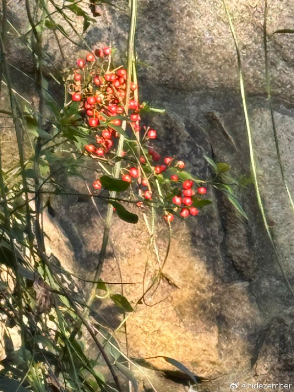 冬日，湿地walkvia Weibo冬日，湿地walkvia Weibo