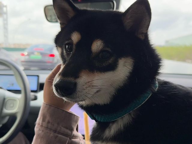 猫猫狗狗via Instagram猫猫狗狗via Instagram