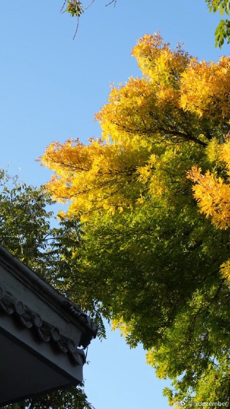 🌳说以后要把🐶换成🐿️，以后是🐿️🐣🐿️🐣一起看了北京的秋天，然后就入冬了via Weibo