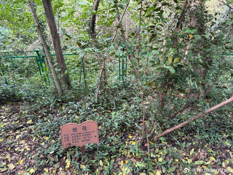 秋游佘山via Weibo秋游佘山via Weibo